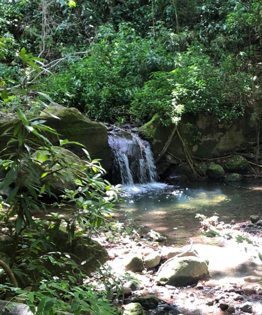 Tropical waterfall in St. Kitts rainforest